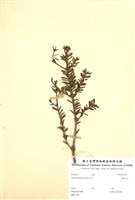 藏品(臺灣冷杉)的圖片